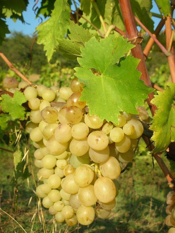 Podere Le Chiuse Sovana Eksteriør billede