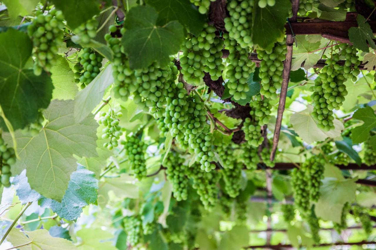 Podere Le Chiuse Sovana Eksteriør billede